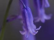 Wordless Wednesday Sweetly Scented First Bluebells
