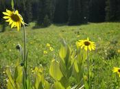 Summer’s Race Stillness