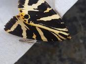 Flash #carrotranch #flashfiction