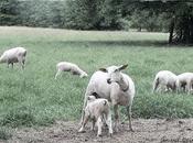 Does LORD Allow False Prophets?