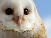 Politics, Leadership, Responsible Nature Conservation