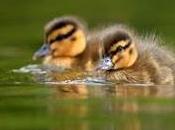Downy Duckling Days Wetland Centres This Summer Half Term