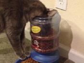 Crazy Forgetful Cats Forgot