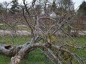 Visit Croome Snowdrops