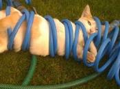 Tangled Cats Need Helping Hand