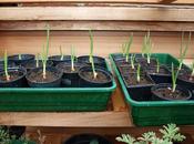 Planting Onion Sets