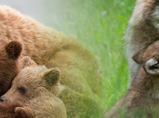 Carnivores Crosshairs (H.J. Res.