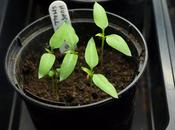 Potting-up Chilli Seedlings