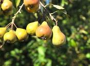 Beer/Cider Photo Week: Cider Pears Orchards Eric Bordelet