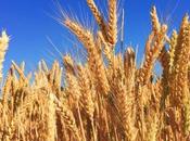 Most Wheat Producing Countries Entire World