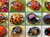 Amazing Types Ladybird Where Find Them