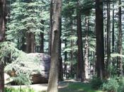 DAILY PHOTO: Deodar Forest