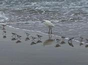 Birdwatching NATURAL BRIDGES STATE BEACH, Santa Cruz,