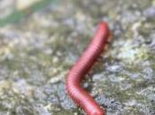 POEM: Millipede