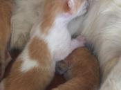 POEM: Kittens Can’t Their Legs