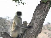 DAILY PHOTO: Grey Langur Tree