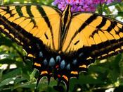 Disastrous 2016 Shows British Butterflies ‘failing Cope’ with Climate Change