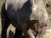 Zoos Protective Rhino Shot Dead Inside Thoiry