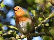 Birds Sing Shorter Songs Response Traffic Noise