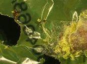 Plastic-eating Bugs? It’s Great Story There’s Sting Tail