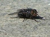 LORD Creator Commander Animal Kingdom