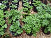 Potatoes Dodged Frost