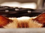 Funny Cats Ears They Give Game Away