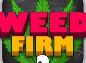 Weed Firm Back College