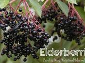 Elderberries: Benefits, Uses, Nutritional Value Warning