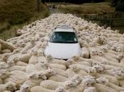 Countries Where Sheep Outnumber People