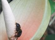 DAILY PHOTO: Flowers Meghalaya