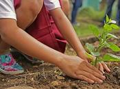 Astounding Reasons Should Plant Tree Today