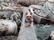 #HowTo Prepare Your #pets #NaturalDisaster #ClimateChange