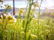 Companies That Going Green 2017