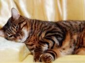 What Toyger Cat? Much Cats Cost?