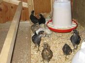 About Chicken Roost Ideas Your Coop