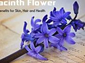Hyacinth Flower Benefits Skin, Hair Health