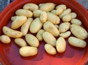 Comparison Some Early Potatoes