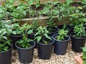 Chilli Progress Report