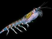 Proposed Seismic Blasting Would Devastate Ocean’s Most Vital Organisms