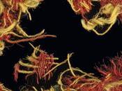 What Color Blue King Solomon Wear? Evidence Tells (video)