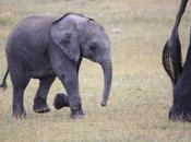 DAILY PHOTO: Baby Elephants