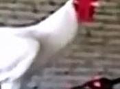 Eida Chickens Might Have Problem