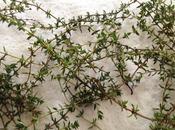 Thyme Management