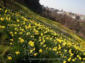 Daffodils Edinburgh Castle
