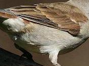 Expressive Scenes From Life Sparrows