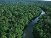 Stroll Through Amazonian Rainforest Your Desktop; Good Bad?