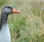 Featured Animal: Goose