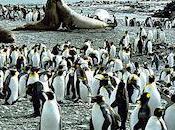 Messing With Mother Nature: Macquarie Island Ecosystem
