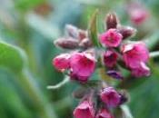 Plant Week: Pulmonaria ‘Raspberry Splash’